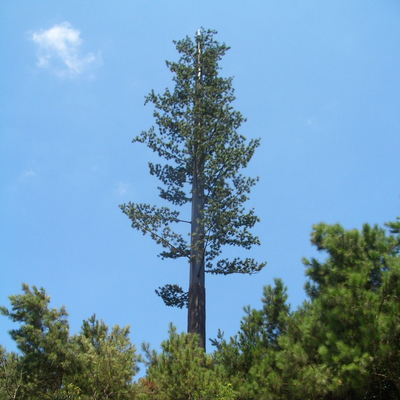 Torre biônica camuflada ecológica de pinheiro para rede sem fio 5G Integração estética Fábrica de mastro de comunicação de palmeira biônica