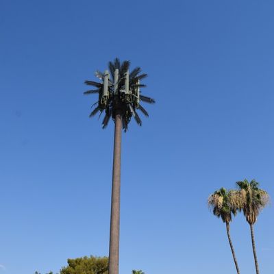 Personalização 20m-50m Comunicação Monopólio Árvore Artificial Torres de Células Telecom Palm Bionic Disfarce Torre de Pólos de Árvore