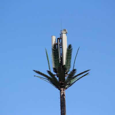 Personalização 20m-50m Comunicação Monopólio Árvore Artificial Torres de Células Telecom Palm Bionic Disfarce Torre de Pólos de Árvore