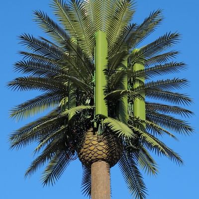 Personalização 20m-50m Comunicação Monopólio Árvore Artificial Torres de Células Telecom Palm Bionic Disfarce Torre de Pólos de Árvore